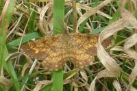 Ematurga atomaria