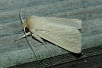 Mythimna pallens