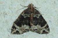 Ecliptopera silaceata