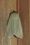 Mythimna pallens