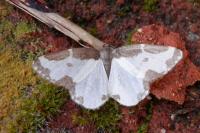 Lomaspilis marginata