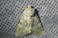 Polymixis dubia