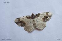 Ligdia adustata