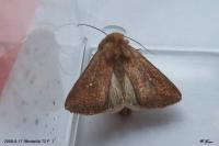 Mythimna albipuncta