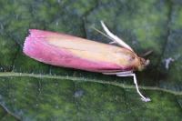 Oncocera semirubella