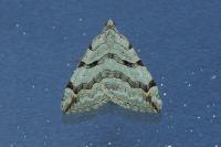 Aplocera efformata/plagiata