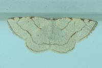 Stegania trimaculata