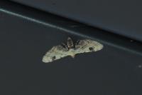 Eupithecia centaureata