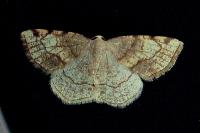 Stegania trimaculata