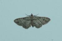 Gymnoscelis rufifasciata