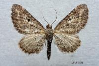 Eupithecia millefoliata