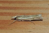 Ancylolomia tentaculella