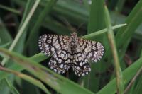 Chiasmia clathrata