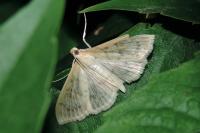 Patania ruralis