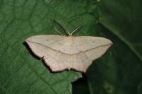 Timandra comae