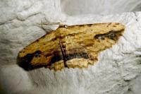 Menophra abruptaria