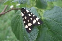 Arctia villica