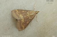 Ostrinia nubilalis