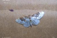 Idaea rusticata