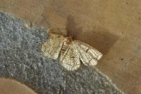 Stegania cararia