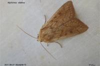 Mythimna vitellina