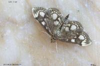 Anania coronata