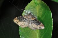 Xanthorhoe ferrugata