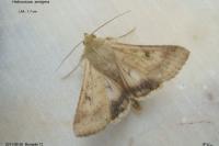 Helicoverpa armigera