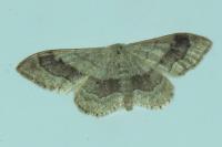 Idaea aversata
