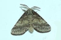 Gluphisia crenata