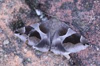 Dysgonia algira
