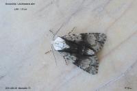 Acronicta alni
