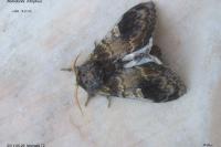 Notodonta tritophus