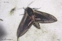 Sphinx ligustri