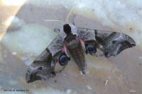 Smerinthus ocellatus ocellatus