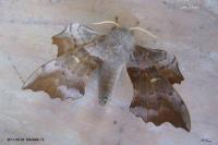 Laothoe populi