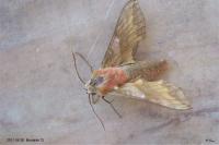 Deilephila porcellus