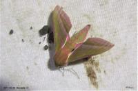 Deilephila elpenor