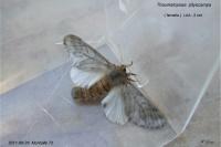 Thaumetopoea pityocampa