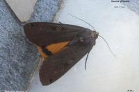 Noctua pronuba