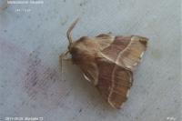 Malacosoma neustria