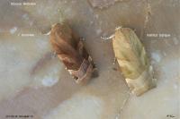 Noctua fimbriata