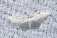 Asthena albulata