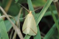 Rhodometra sacraria