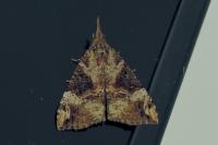Hypena obsitalis