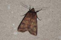 Diarsia rubi
