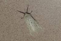 Spilosoma lubricipeda