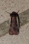 Ochropleura plecta
