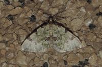 Colostygia pectinataria