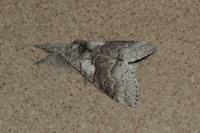 Calliteara pudibunda
